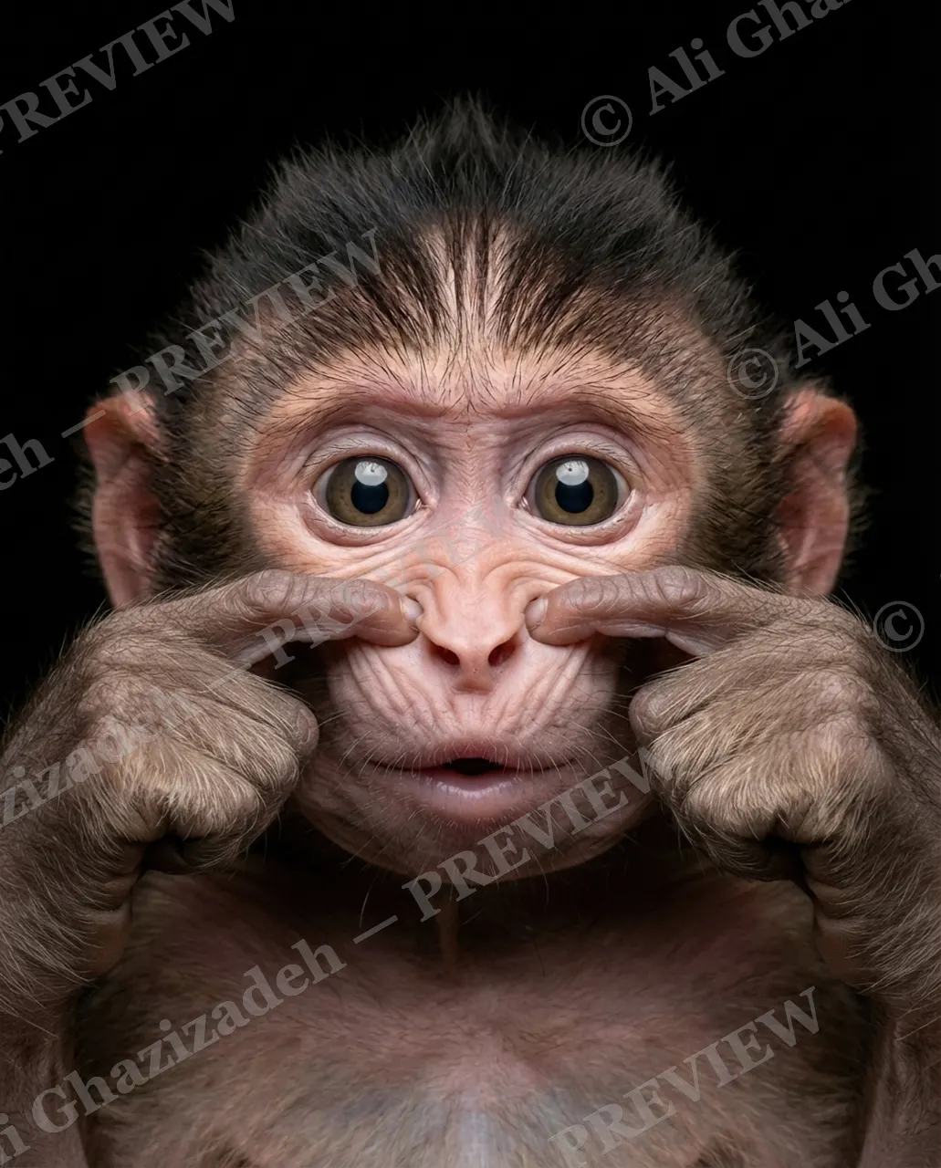 Face Value — Pig Nose — Macaque artwork by Ali Ghazizadeh