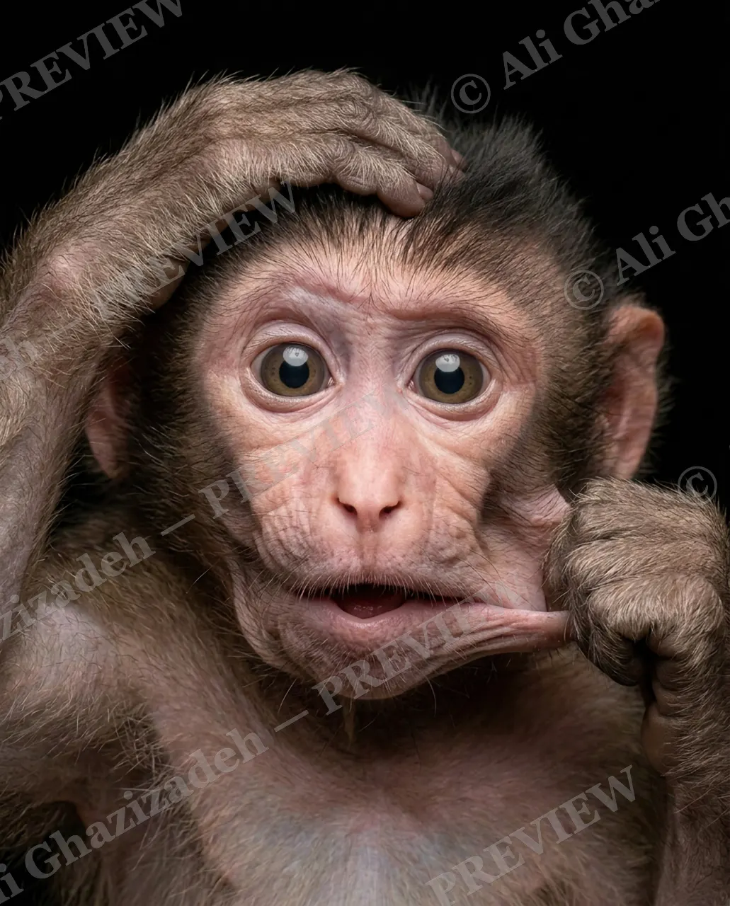 Face Value — Still Processing — Macaque artwork by Ali Ghazizadeh