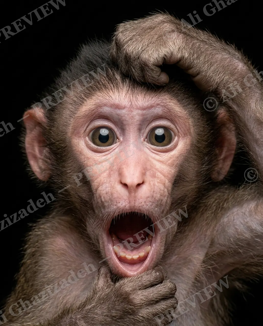 Face Value — Total Shock — Macaque artwork by Ali Ghazizadeh