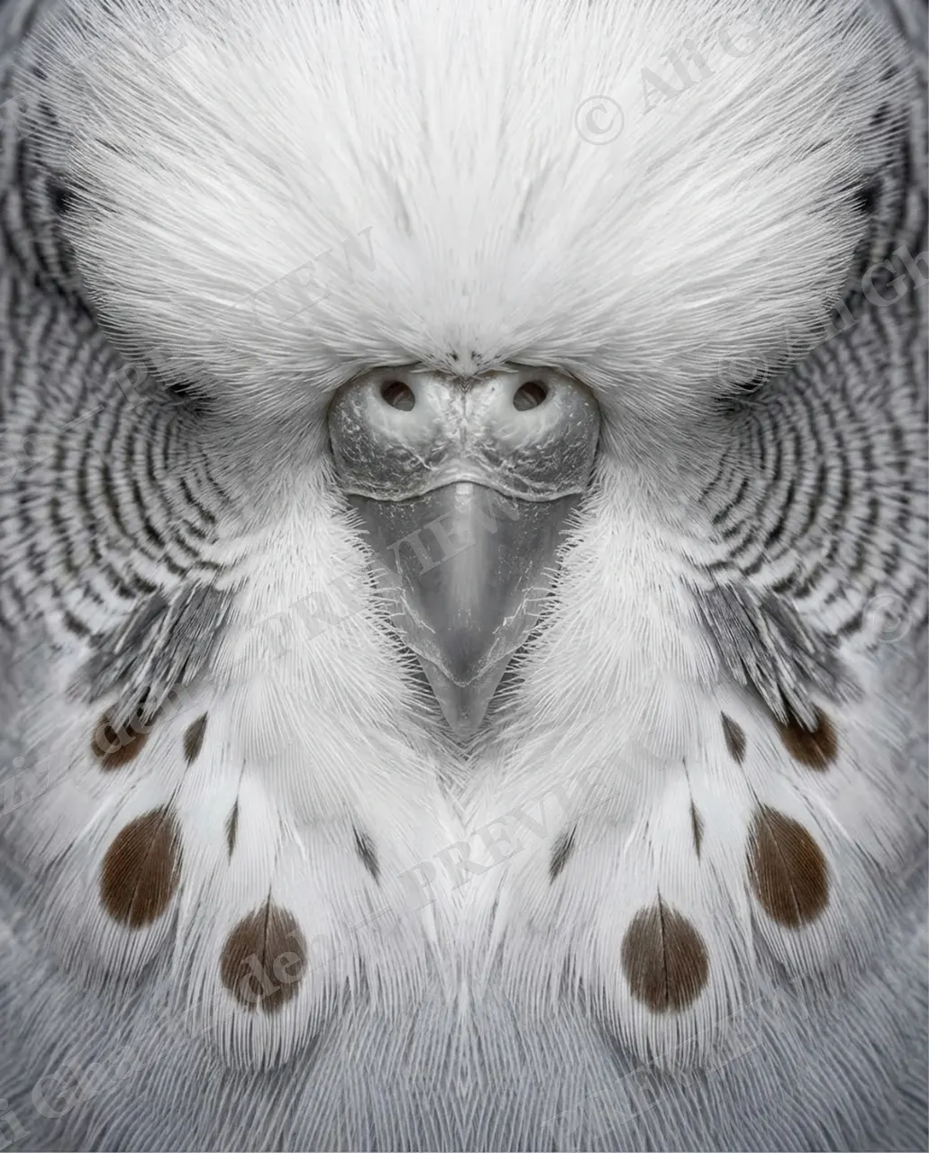 Face Value — Cinnamon Hush — Budgerigar artwork by Ali Ghazizadeh