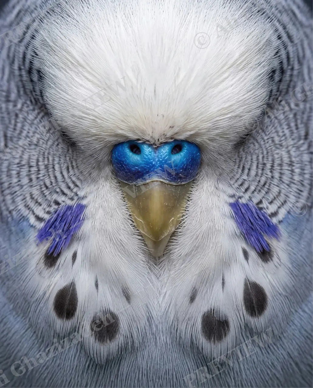 Face Value — Sapphire Reveal — Budgerigar artwork by Ali Ghazizadeh