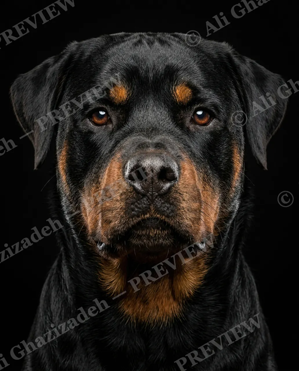 Best in Show — All Business — Domestic dog artwork by Ali Ghazizadeh