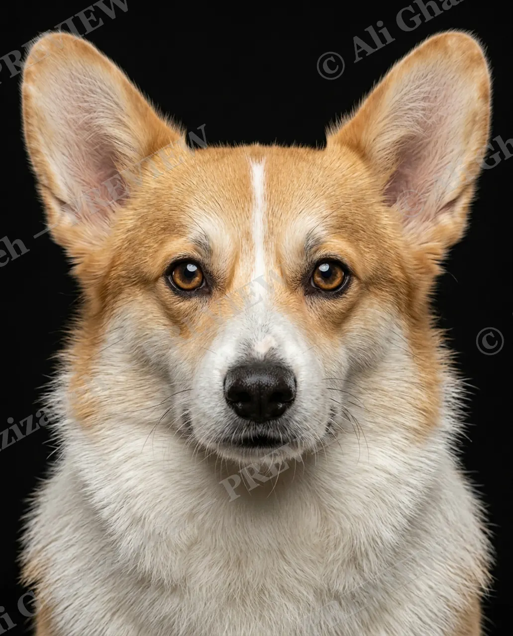 Best in Show — All Ears — Domestic dog artwork by Ali Ghazizadeh