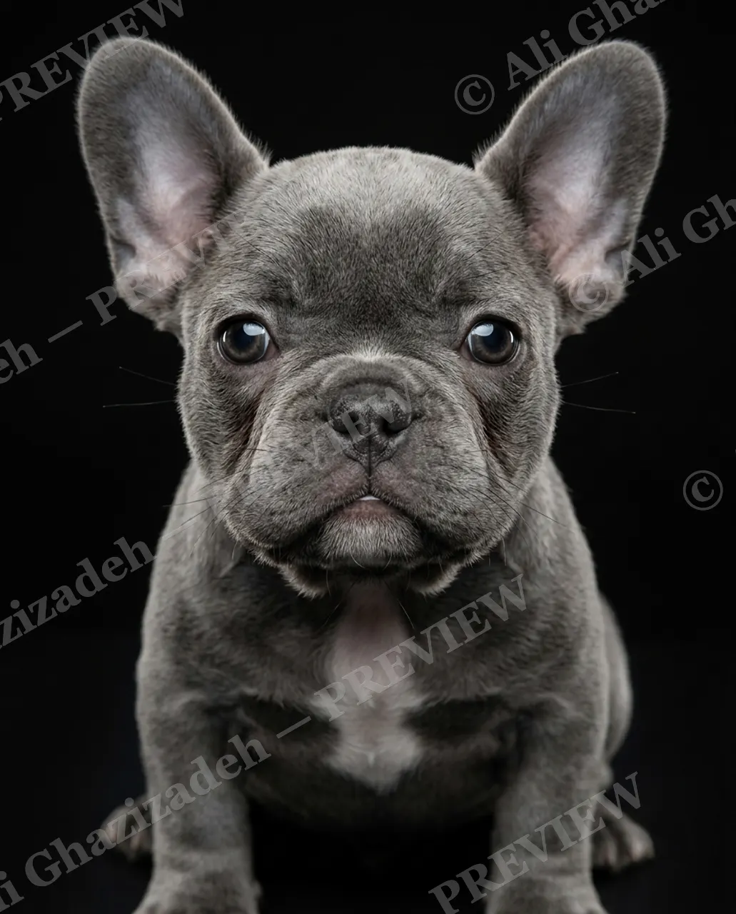 Best in Show — Bat-Eared Baby — Domestic dog artwork by Ali Ghazizadeh