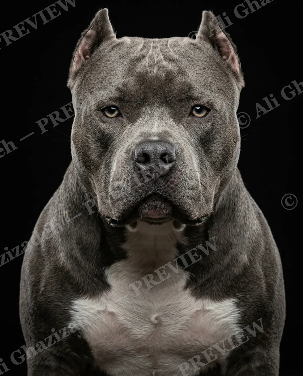 Best in Show — Blue Steel Stare — Domestic dog artwork by Ali Ghazizadeh