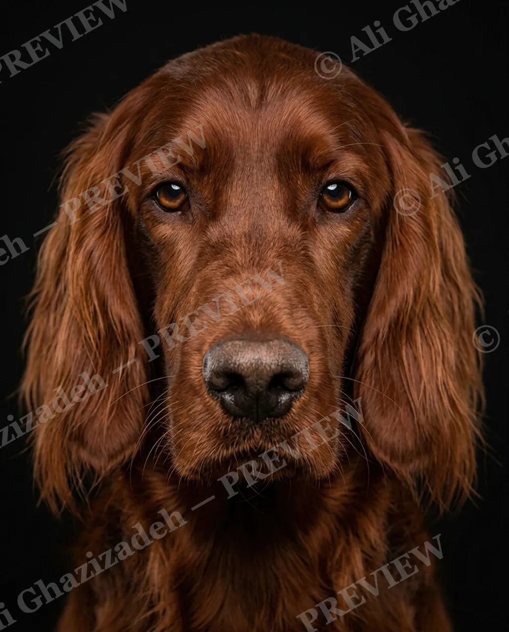 Best in Show — Copper Coat Calm — Domestic dog artwork by Ali Ghazizadeh