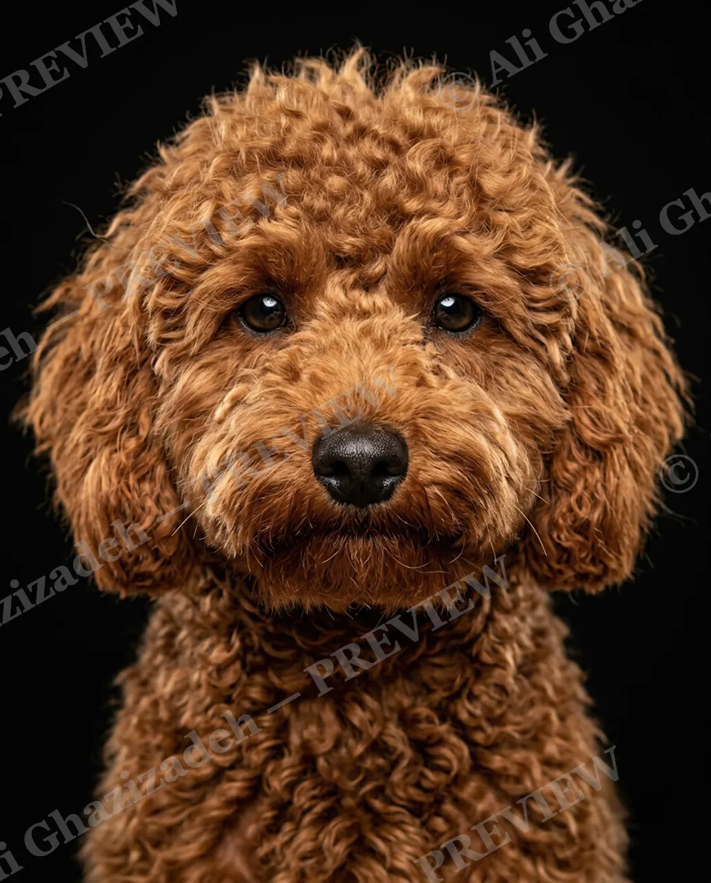 Best in Show — Curl Power — Domestic dog artwork by Ali Ghazizadeh