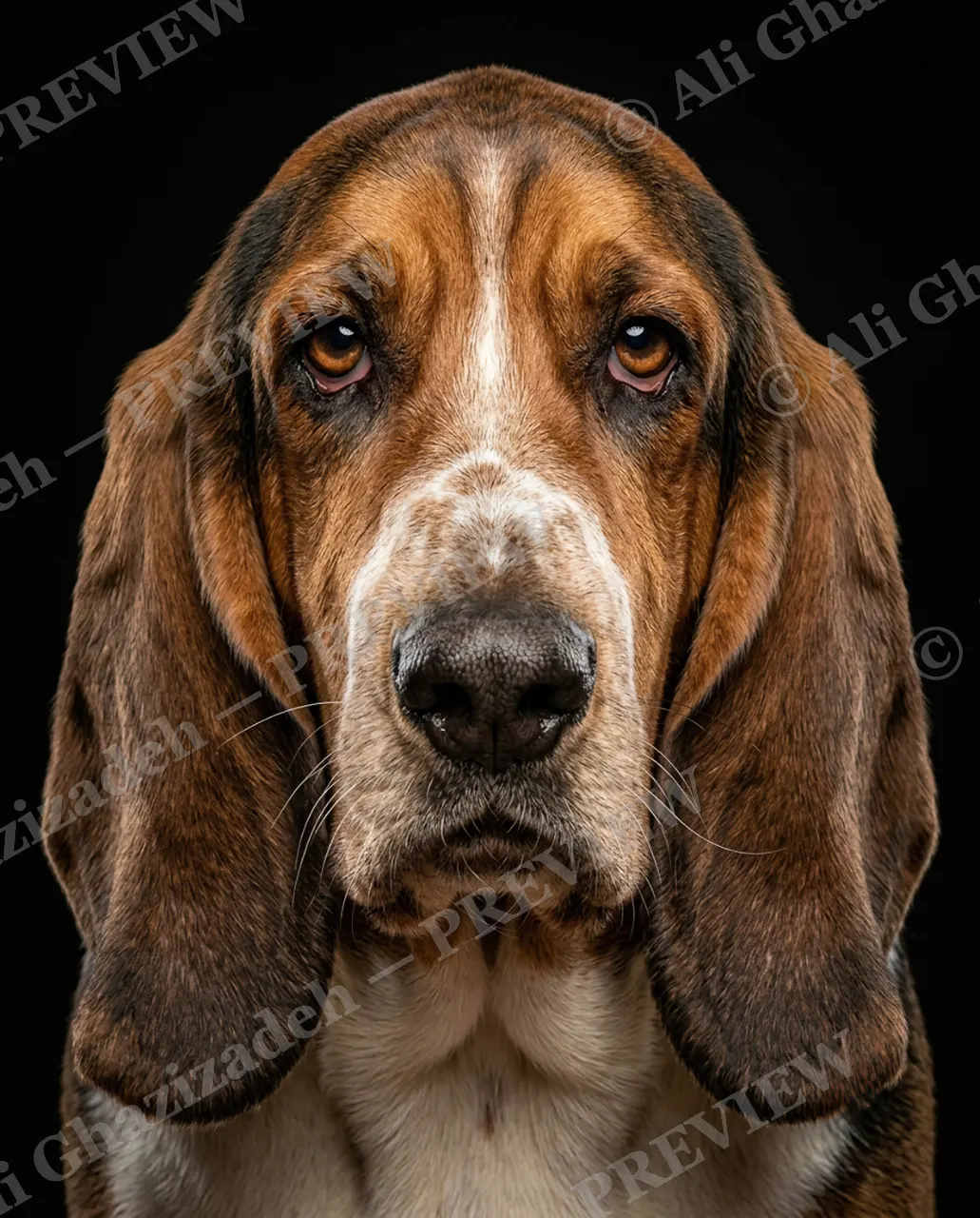 Best in Show — Droopy and Dignified — Domestic dog artwork by Ali Ghazizadeh