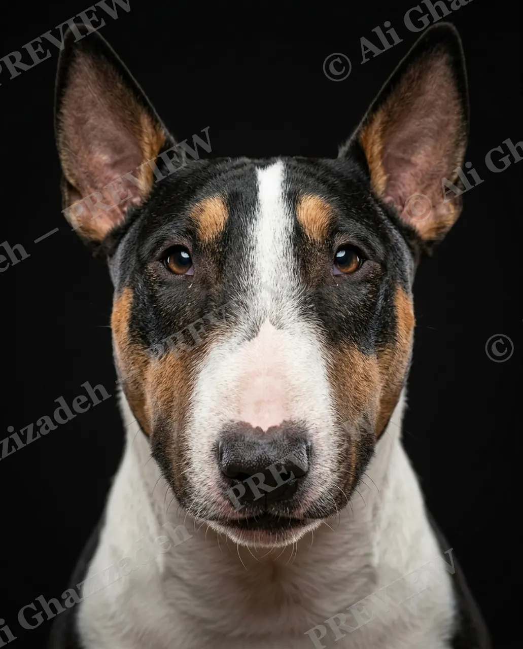 Best in Show — Egg-Shaped Elegance — Domestic dog artwork by Ali Ghazizadeh