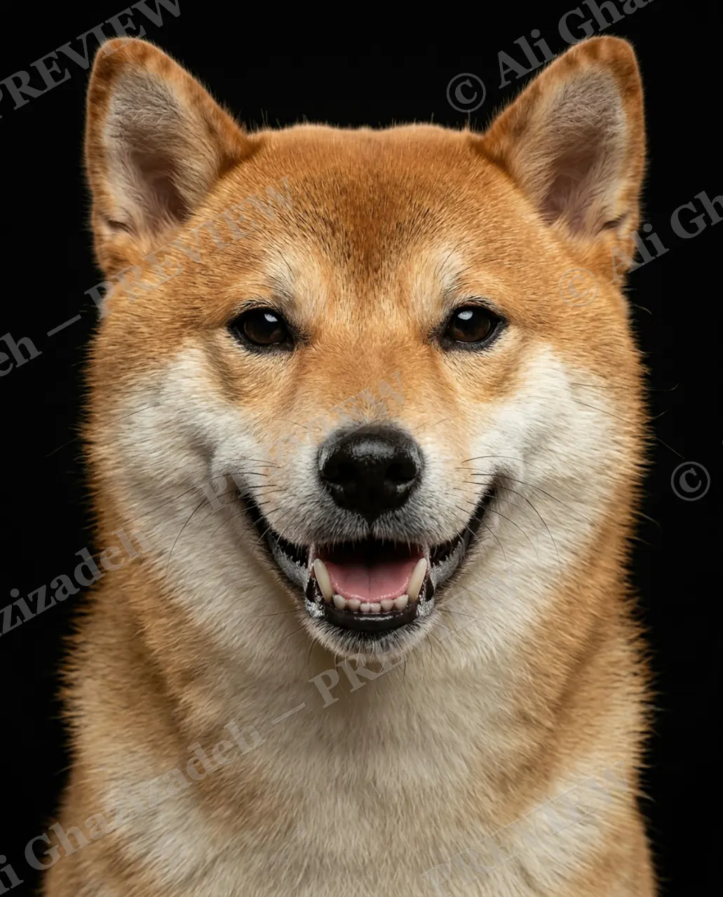 Best in Show — Fox-Faced Grin — Domestic dog artwork by Ali Ghazizadeh