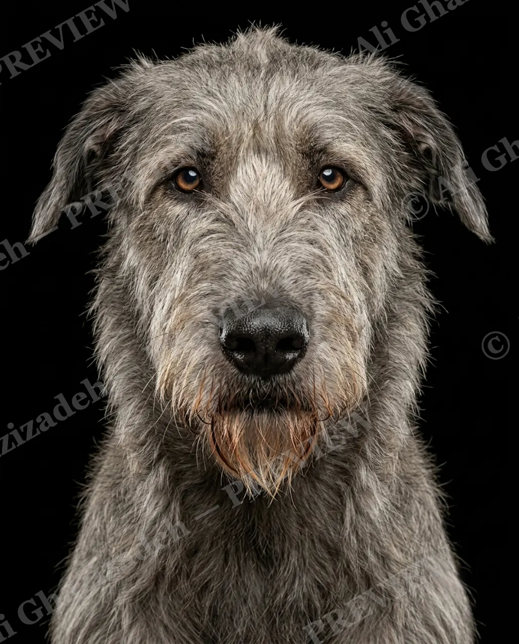 Best in Show — Gentle Giant — Domestic dog artwork by Ali Ghazizadeh