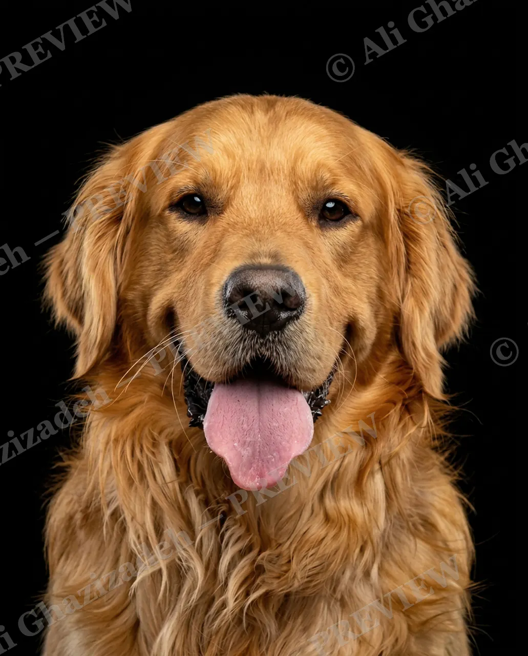 Best in Show — Golden Grin — Domestic dog artwork by Ali Ghazizadeh