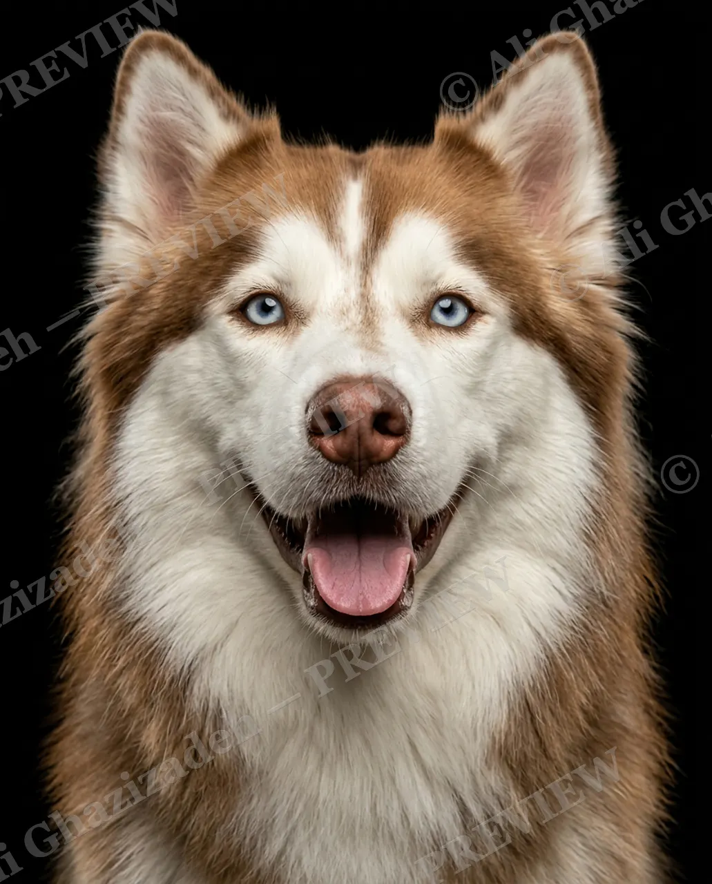Best in Show — Ice-Blue Eyes — Domestic dog artwork by Ali Ghazizadeh