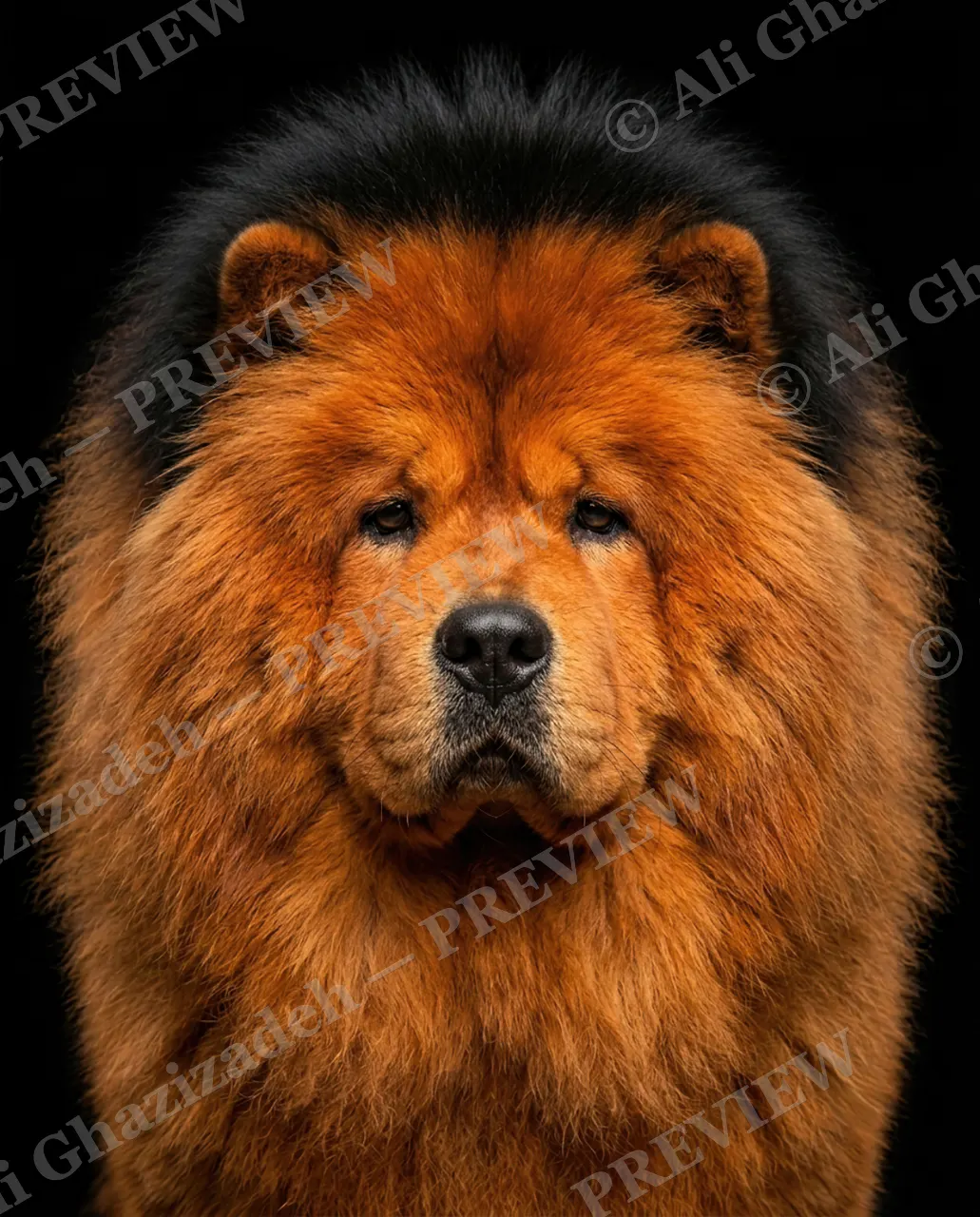 Best in Show — The Lion Impression — Domestic dog artwork by Ali Ghazizadeh
