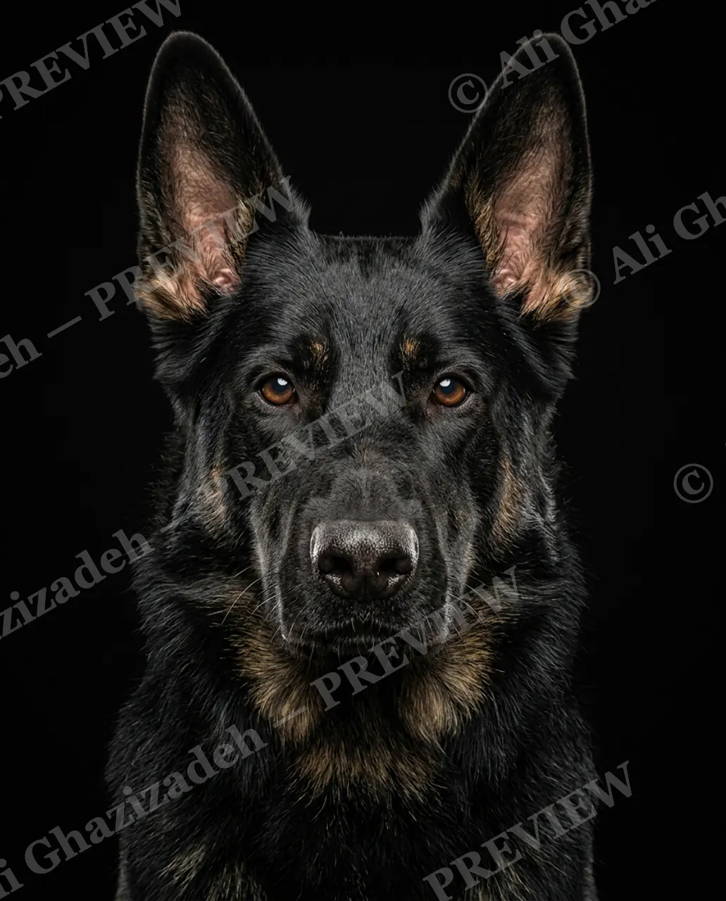 Best in Show — Sharp and Watchful — Domestic dog artwork by Ali Ghazizadeh