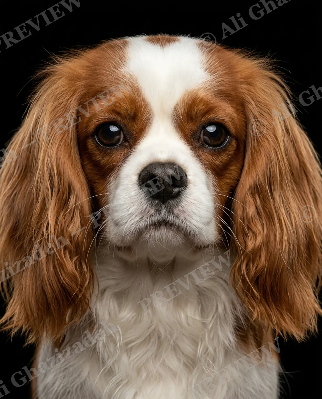 Best in Show — Silky and Solemn — Domestic dog artwork by Ali Ghazizadeh