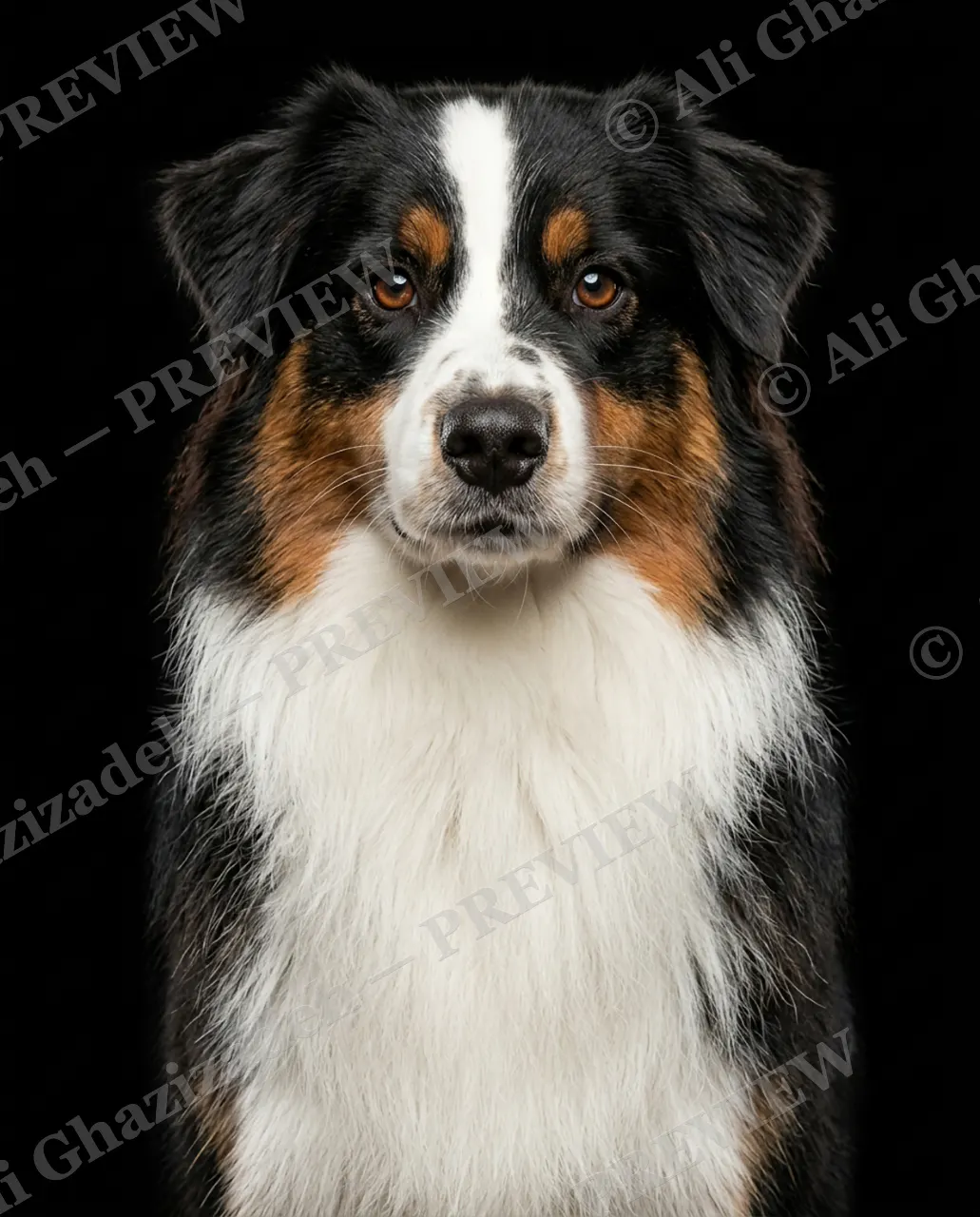 Best in Show — Steady Gaze — Domestic dog artwork by Ali Ghazizadeh