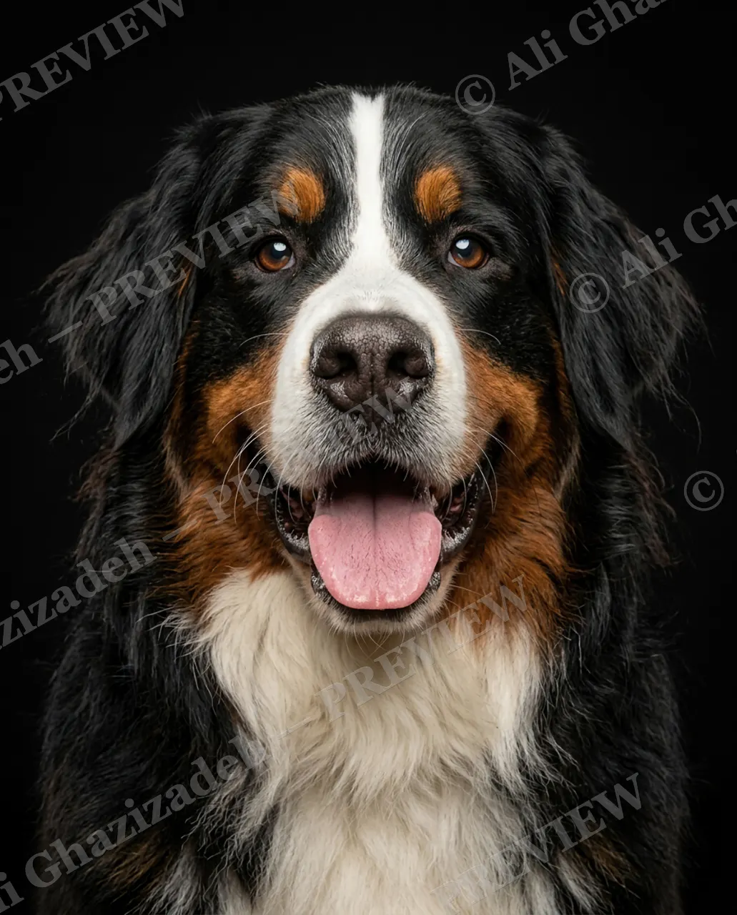 Best in Show — Tri-Color Tongue Out — Domestic dog artwork by Ali Ghazizadeh