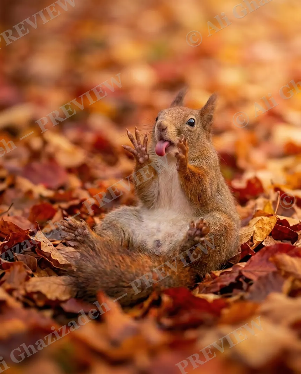 Not a Morning Squirrel — Almost Awake — Tree squirrel artwork by Ali Ghazizadeh