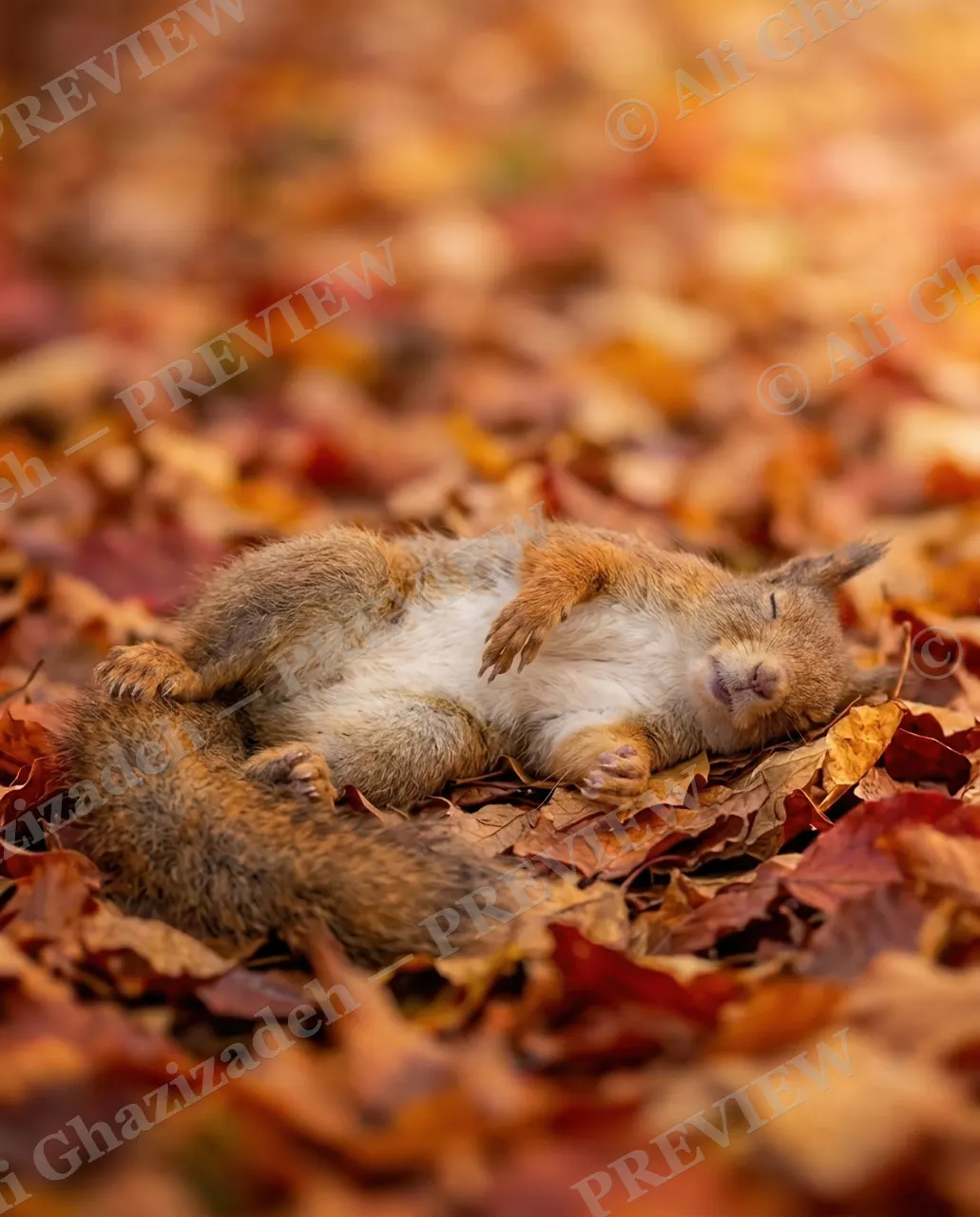 Not a Morning Squirrel — Flat Out Asleep — Tree squirrel artwork by Ali Ghazizadeh