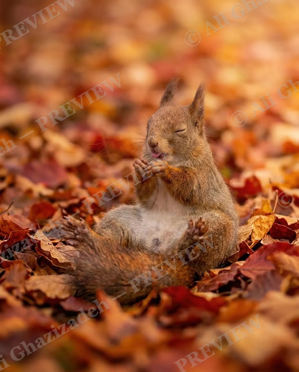 Not a Morning Squirrel — Paws Together — Tree squirrel artwork by Ali Ghazizadeh