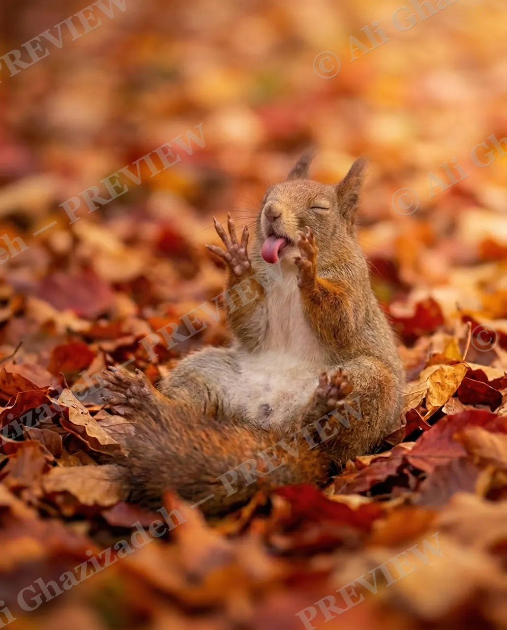 Not a Morning Squirrel — Tongue Out — Tree squirrel artwork by Ali Ghazizadeh