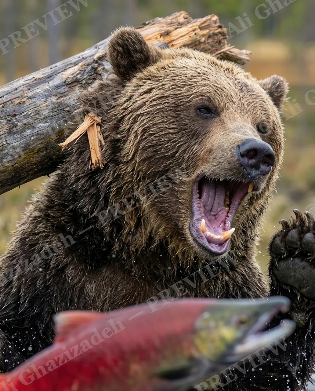Down for the Count — Not Backing Down — Brown bear artwork by Ali Ghazizadeh