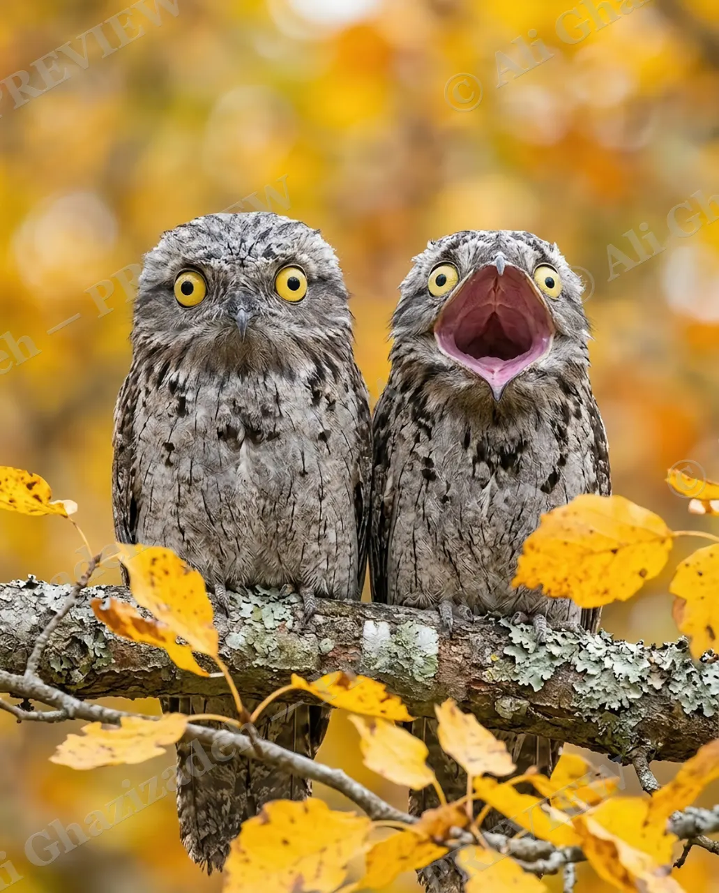 False Alarm — Sound the Alarm — Owl artwork by Ali Ghazizadeh
