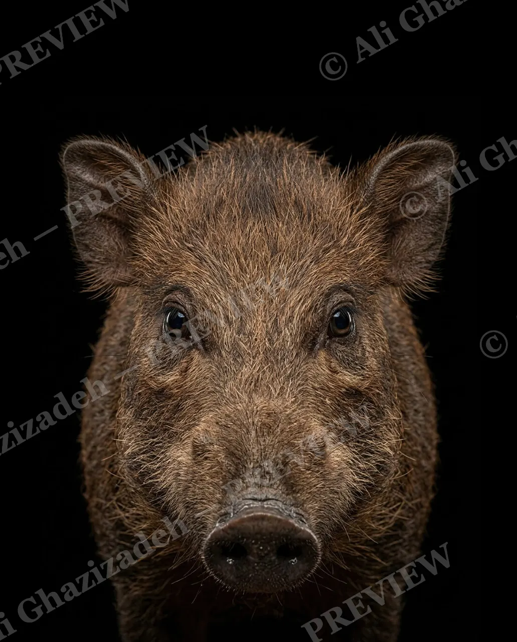 Family Reunion — Last One In — Wild boar artwork by Ali Ghazizadeh
