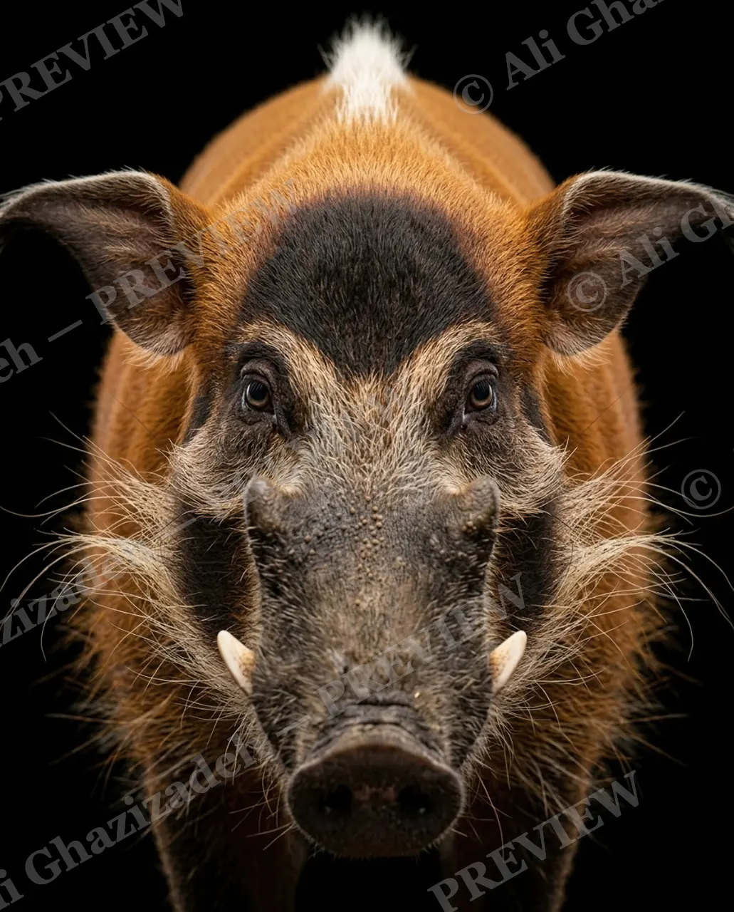 Family Reunion — The Host Arrives — Wild boar artwork by Ali Ghazizadeh