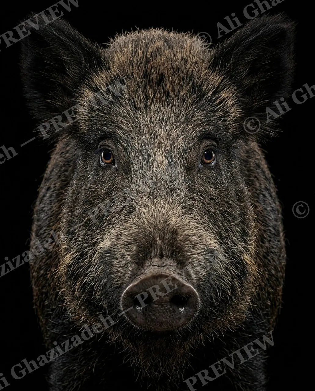 Family Reunion — Not Sure We're Related — Wild boar artwork by Ali Ghazizadeh