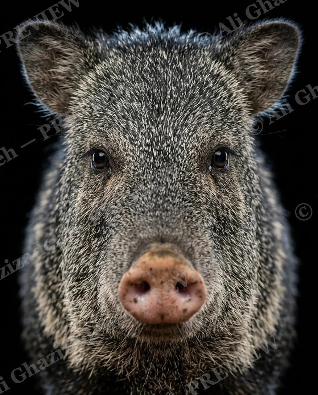 Family Reunion — The Distant Cousin — Wild boar artwork by Ali Ghazizadeh