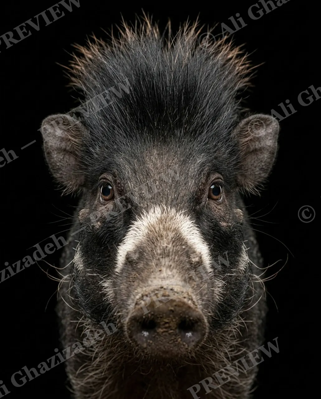 Family Reunion — The Rebellious Cousin — Wild boar artwork by Ali Ghazizadeh