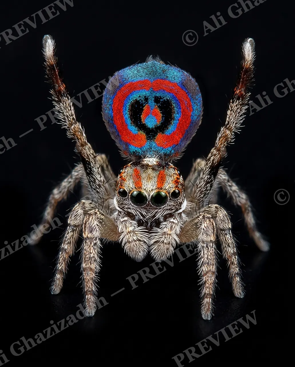 Fan Favorite — Bullseye — Peacock spider artwork by Ali Ghazizadeh
