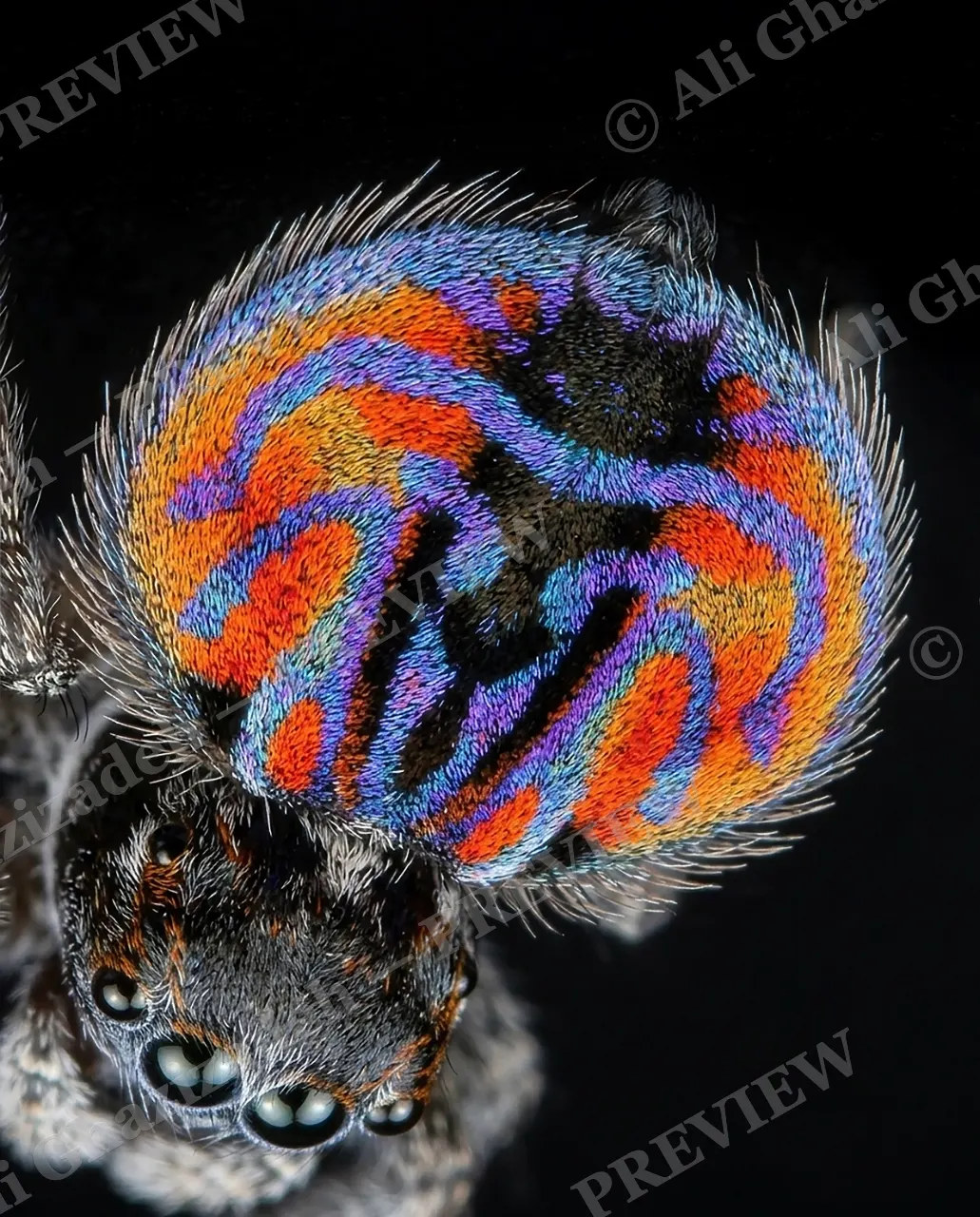Fan Favorite — Color Without a Face — Peacock spider artwork by Ali Ghazizadeh