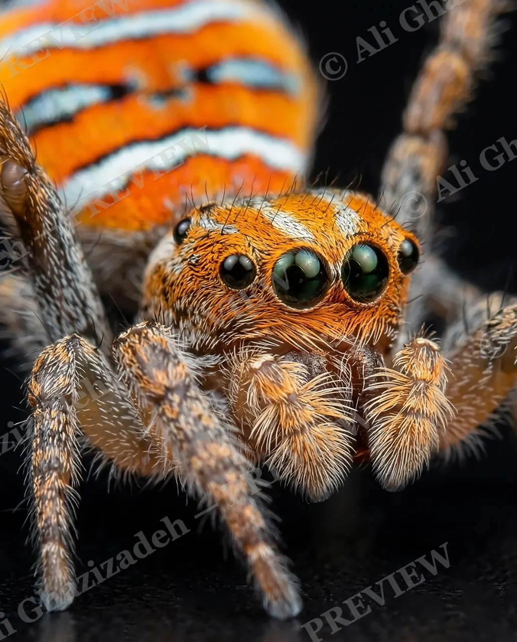 Fan Favorite — Eye to Eye — Peacock spider artwork by Ali Ghazizadeh