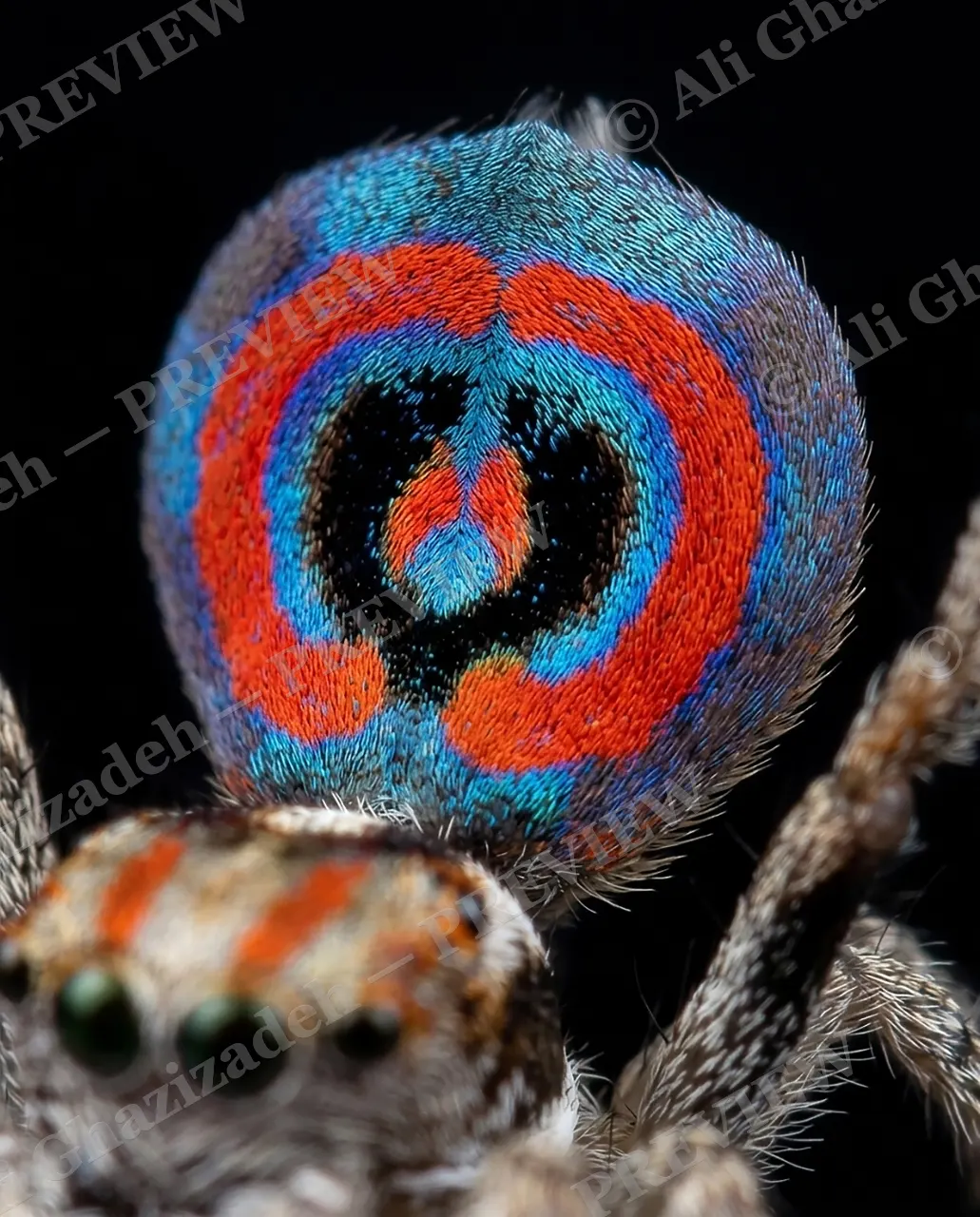 Fan Favorite — Face Beneath the Fan — Peacock spider artwork by Ali Ghazizadeh