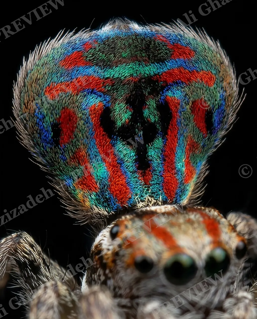 Fan Favorite — Getting Closer — Peacock spider artwork by Ali Ghazizadeh