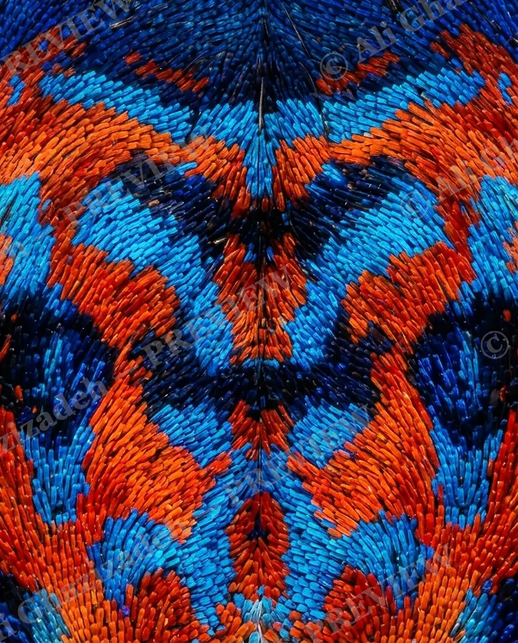 Fan Favorite — Just the Pattern — Peacock spider artwork by Ali Ghazizadeh