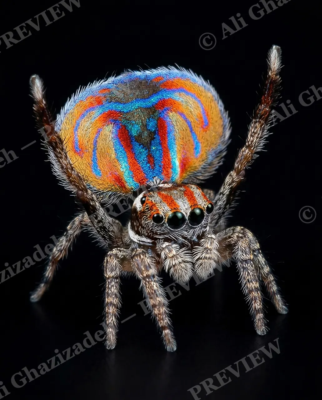 Fan Favorite — The Big Reveal Begins — Peacock spider artwork by Ali Ghazizadeh