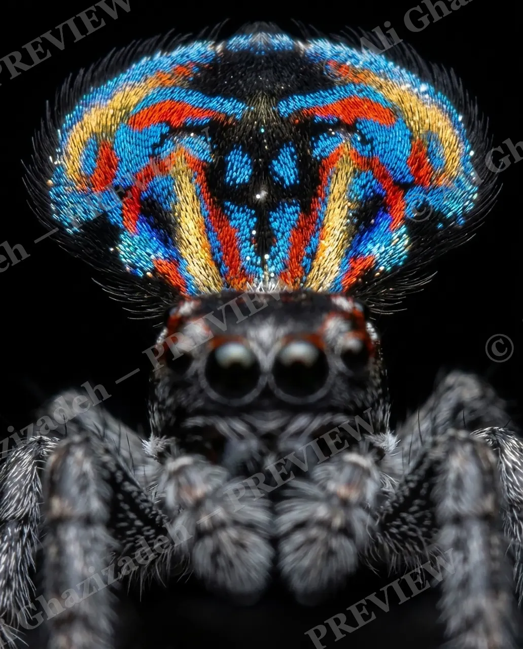 Fan Favorite — Mirror, Mirror — Peacock spider artwork by Ali Ghazizadeh