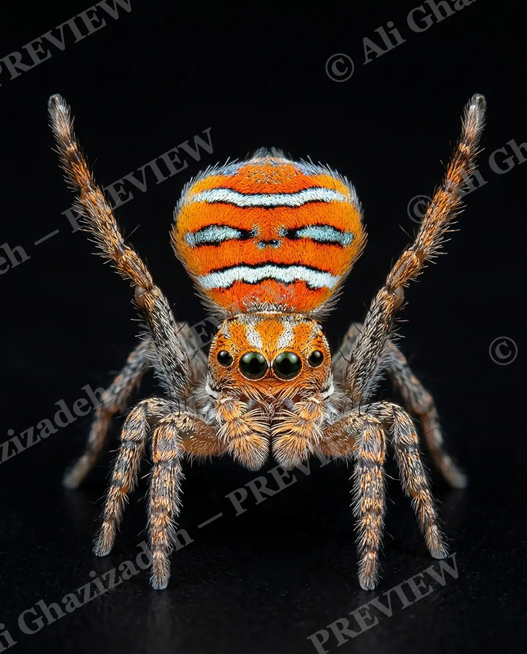 Fan Favorite — Orange Encore — Peacock spider artwork by Ali Ghazizadeh