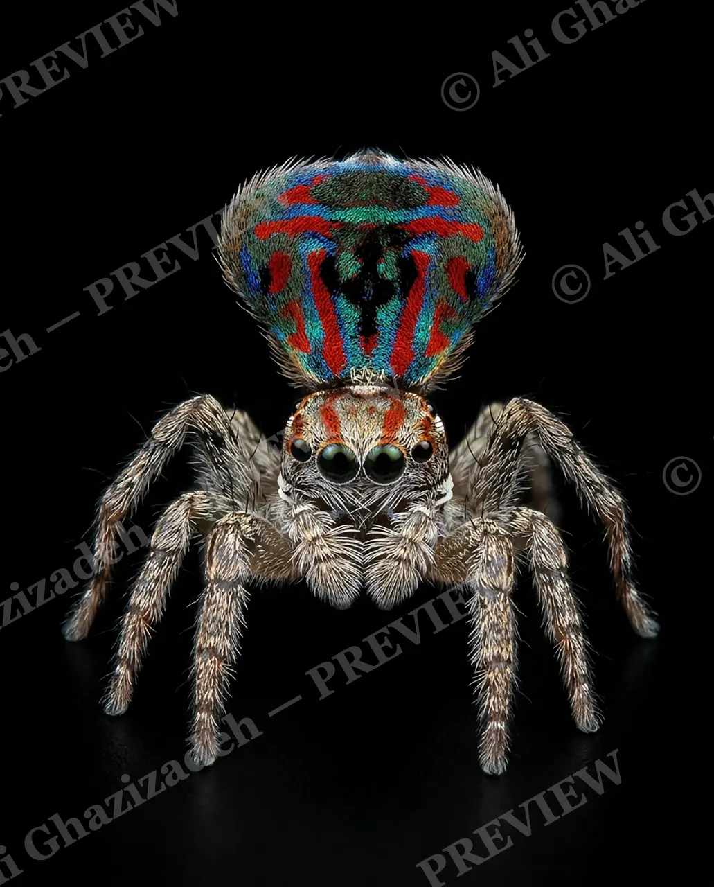 Fan Favorite — Perfect Symmetry — Peacock spider artwork by Ali Ghazizadeh