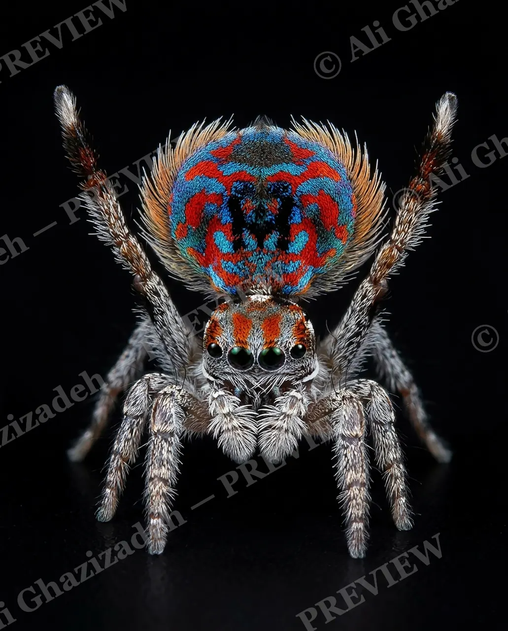 Fan Favorite — Reaching New Heights — Peacock spider artwork by Ali Ghazizadeh