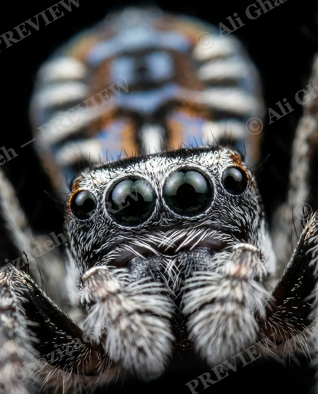 Fan Favorite — Someone's Watching — Peacock spider artwork by Ali Ghazizadeh