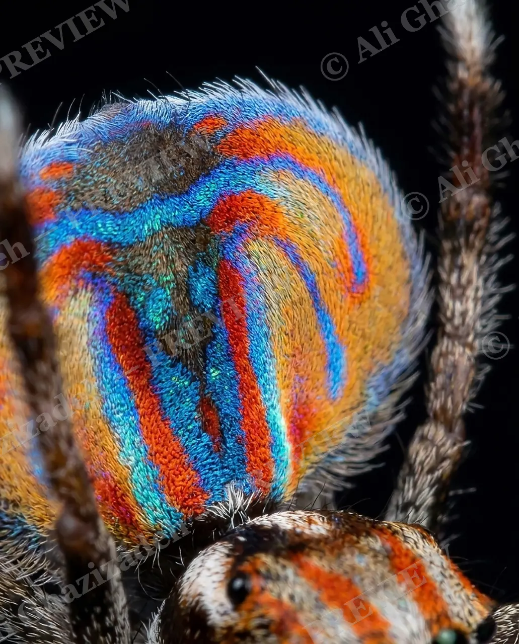Fan Favorite — Turning to Show Off — Peacock spider artwork by Ali Ghazizadeh