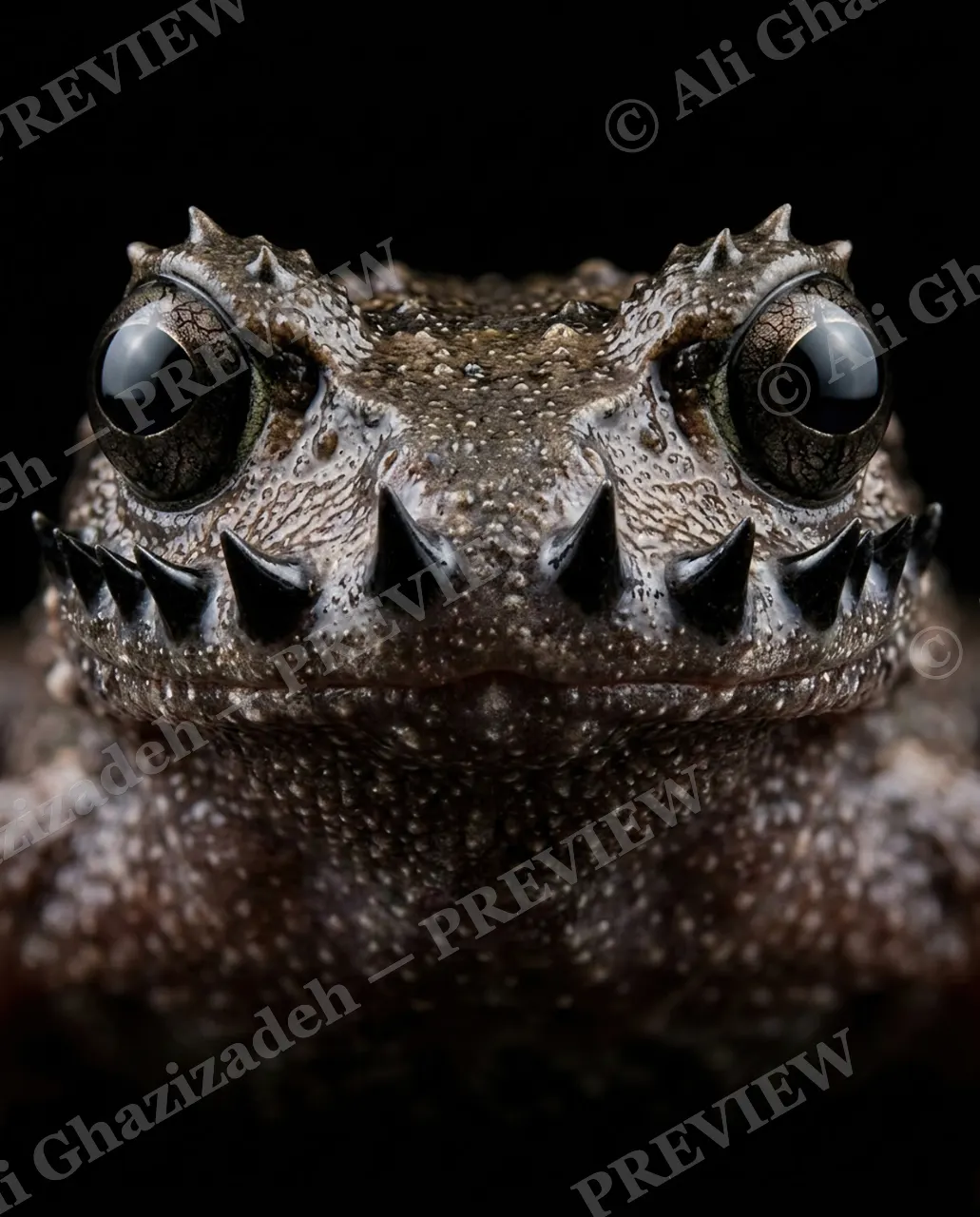 Fangs for Nothing — Full Frontal Fangs — Toad artwork by Ali Ghazizadeh