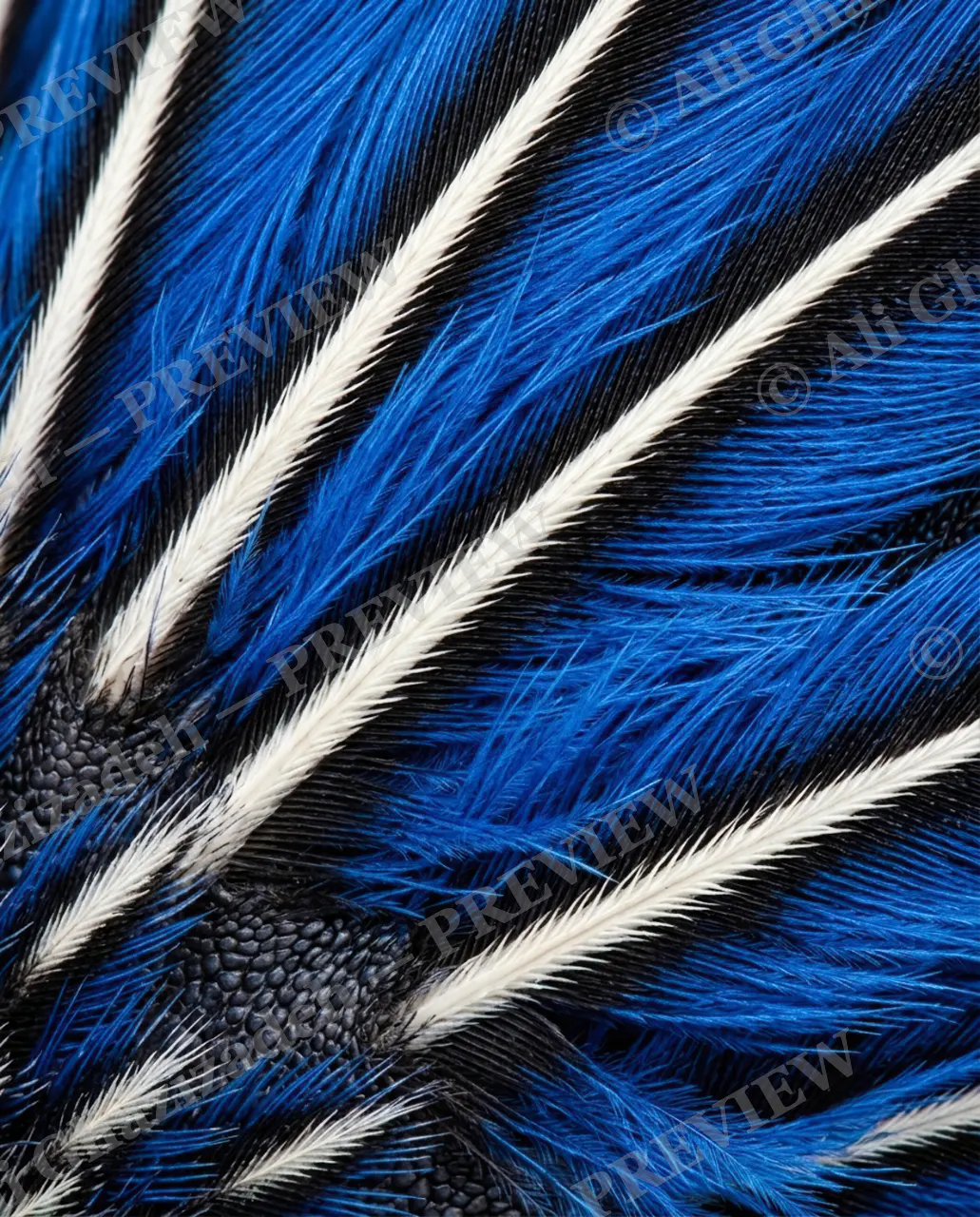 Feather Perfect — Blue Jay Streak — Peacock artwork by Ali Ghazizadeh