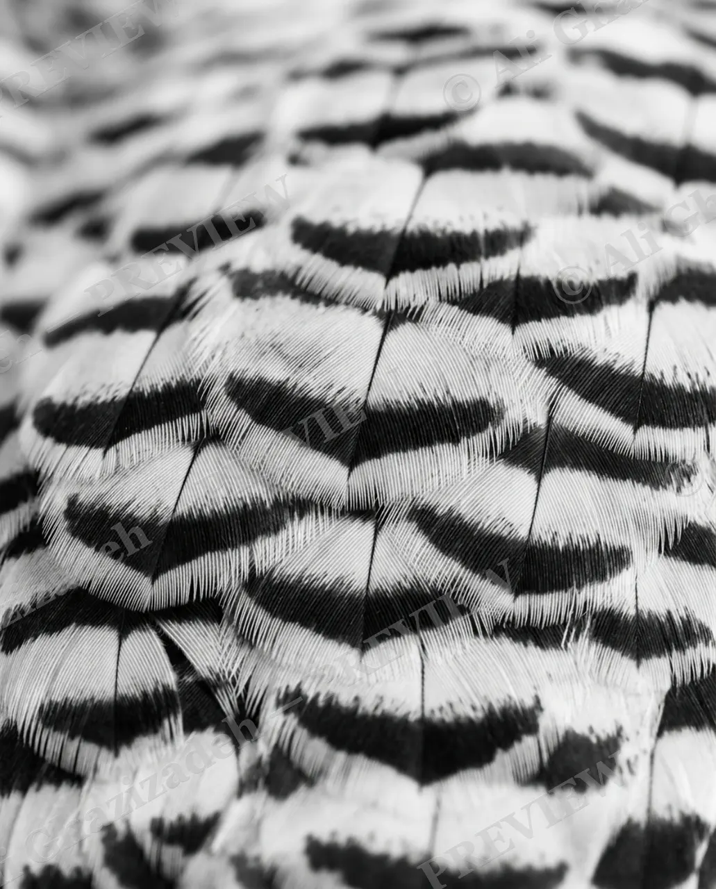 Feather Perfect — Bold Barring — Peacock artwork by Ali Ghazizadeh