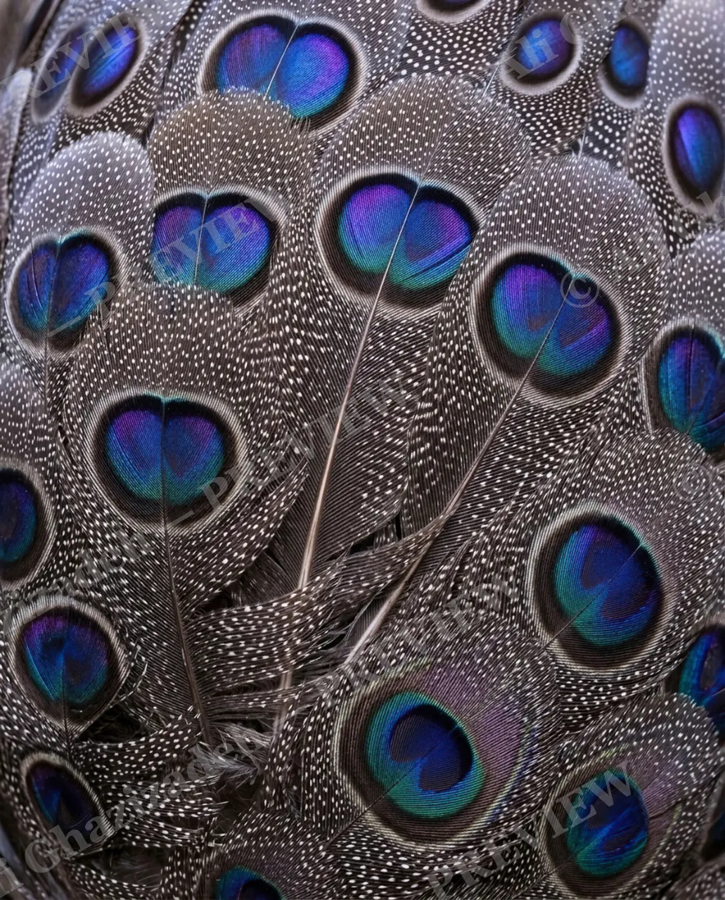 Feather Perfect — Deep Peacock Eye — Peacock artwork by Ali Ghazizadeh